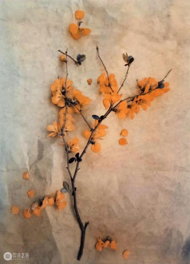 SCôP Exhibition | 黛安娜·布罗姆菲尔德：柔软的回忆 黛安娜 布罗姆 菲尔德 回忆 美国 摄影师 书籍 艺术家 Diana Bloomfield 崇真艺客
