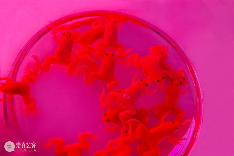 【即将启动】第3届三影堂 PhoPho Fair参展阵容揭晓！ 崇真艺客