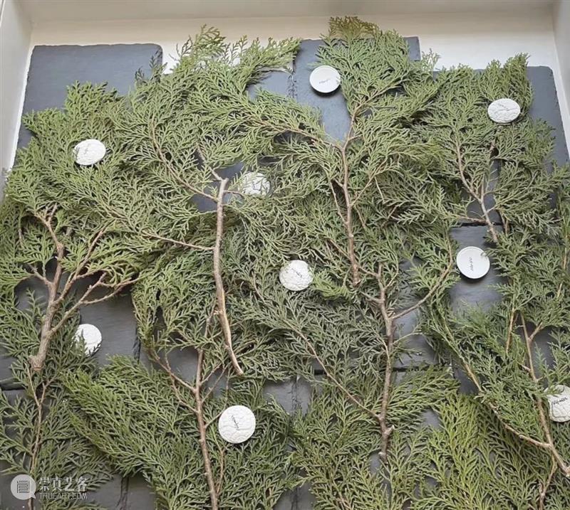 双尽柏，记忆与意识 - 展览延期 崇真艺客