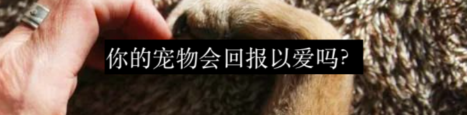狗狗品种和性格有关系吗? 崇真艺客