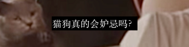 狗狗品种和性格有关系吗? 崇真艺客