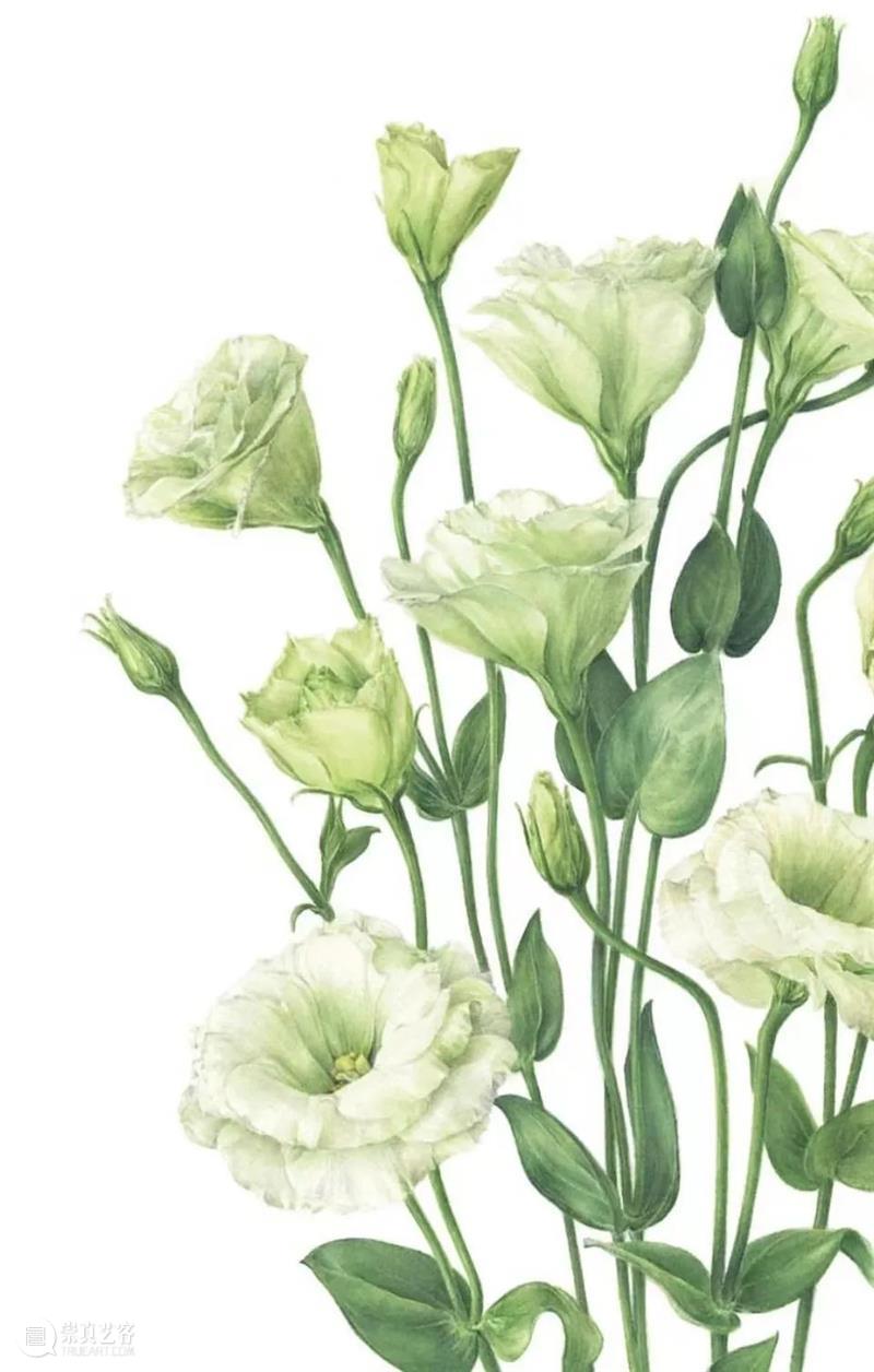 栩栩如生的植物绘画 崇真艺客