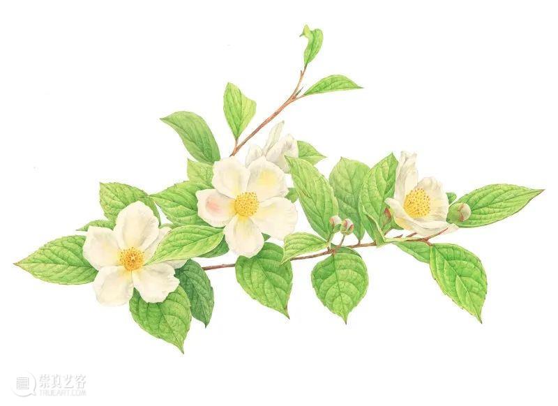 栩栩如生的植物绘画 崇真艺客