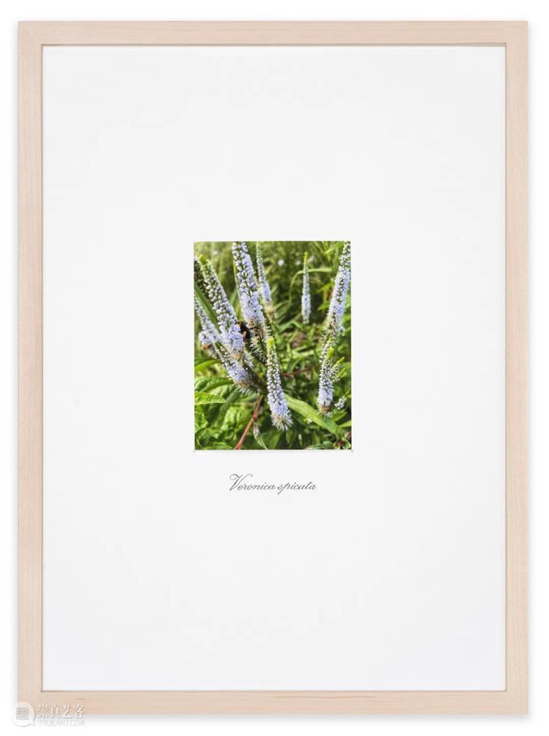 线上巴塞尔｜玛丽安 · 古德曼画廊参加巴塞尔艺术展巴塞尔展会 崇真艺客