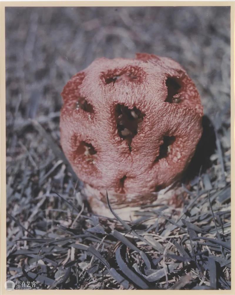蘑菇狂人约翰·凯奇 崇真艺客