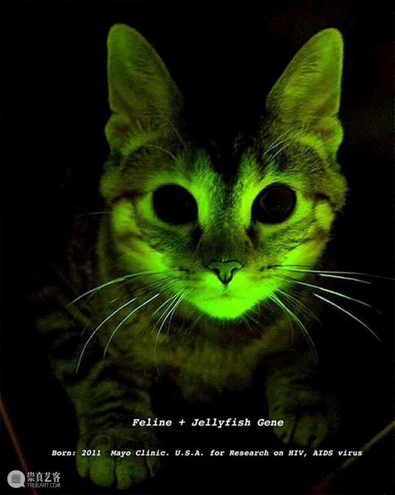 同行/交缠技术身体 | Lynn Hershman Leeson 视频资讯 徐震XuZhen 崇真艺客
