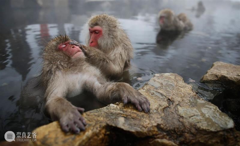 为何手指泡水会起皱？ 崇真艺客