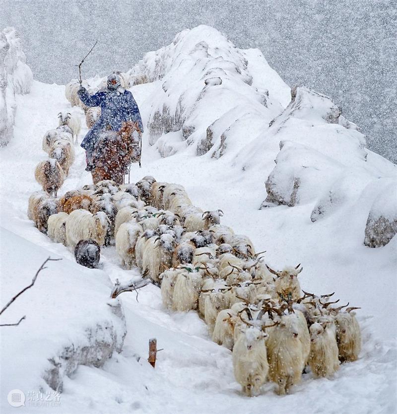 新疆的羊：快跑！草原上全是两脚兽！ 崇真艺客