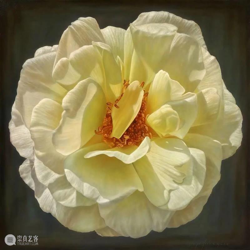 拉着小提琴画露水玫瑰 崇真艺客