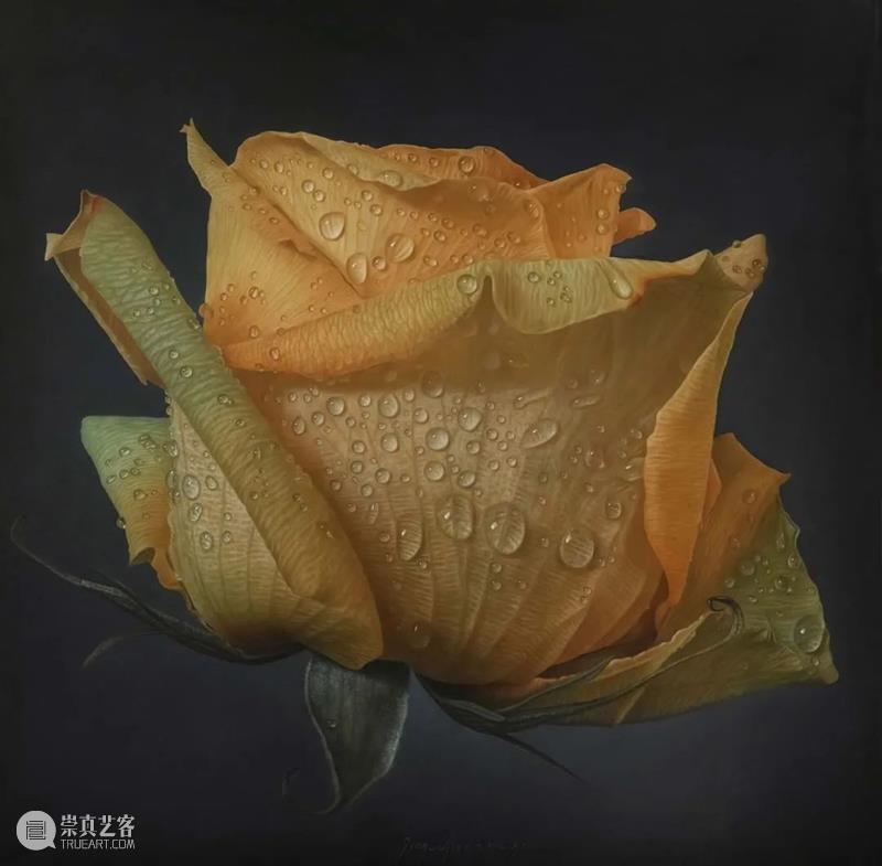 拉着小提琴画露水玫瑰 崇真艺客
