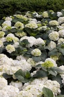 野幕敞琼筵,羌戎贺劳旋|以《中华民族大团结》中服饰特色析“民族”奥义 崇真艺客