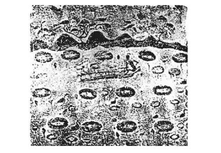 四川画像砖“劳作”主题研究 崇真艺客