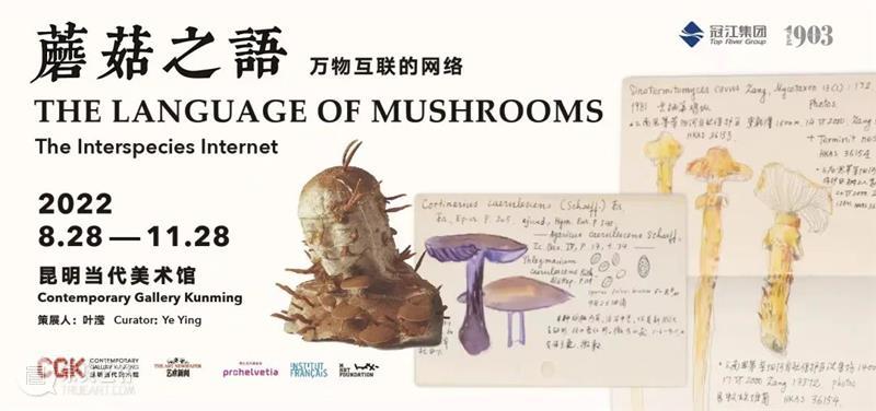 CGK 现场 | 蘑菇之语：万物互联的网络 崇真艺客