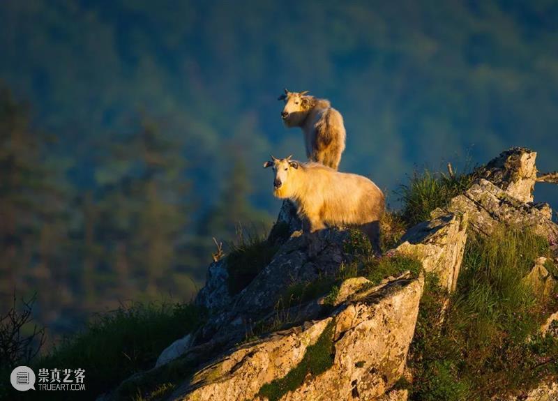 秦岭脚下看直播，“发现中国特有物种”系列纪录片来了！ 崇真艺客