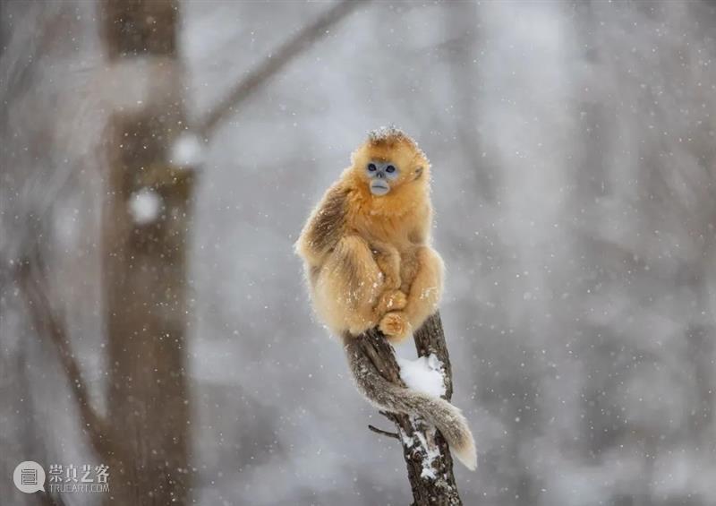 秦岭脚下看直播，“发现中国特有物种”系列纪录片来了！ 崇真艺客