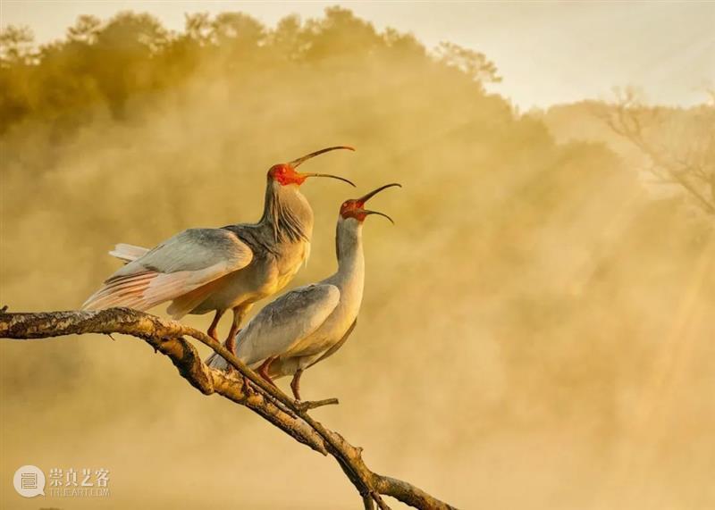 秦岭脚下看直播，“发现中国特有物种”系列纪录片来了！ 崇真艺客