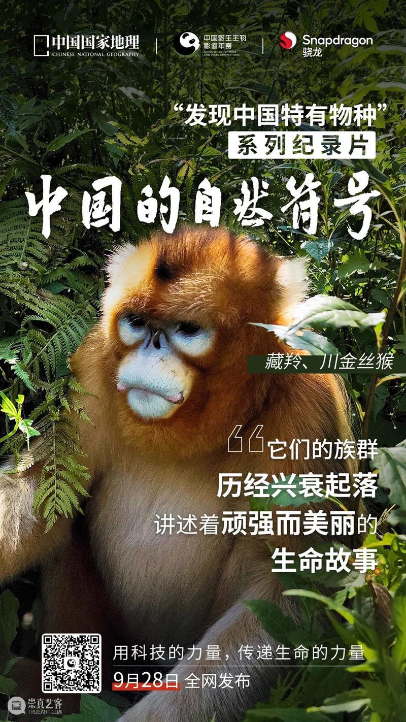 秦岭脚下看直播，“发现中国特有物种”系列纪录片来了！ 崇真艺客