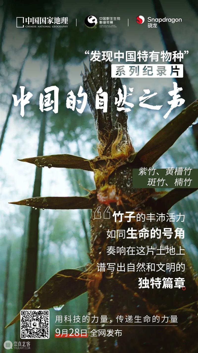 秦岭脚下看直播，“发现中国特有物种”系列纪录片来了！ 崇真艺客