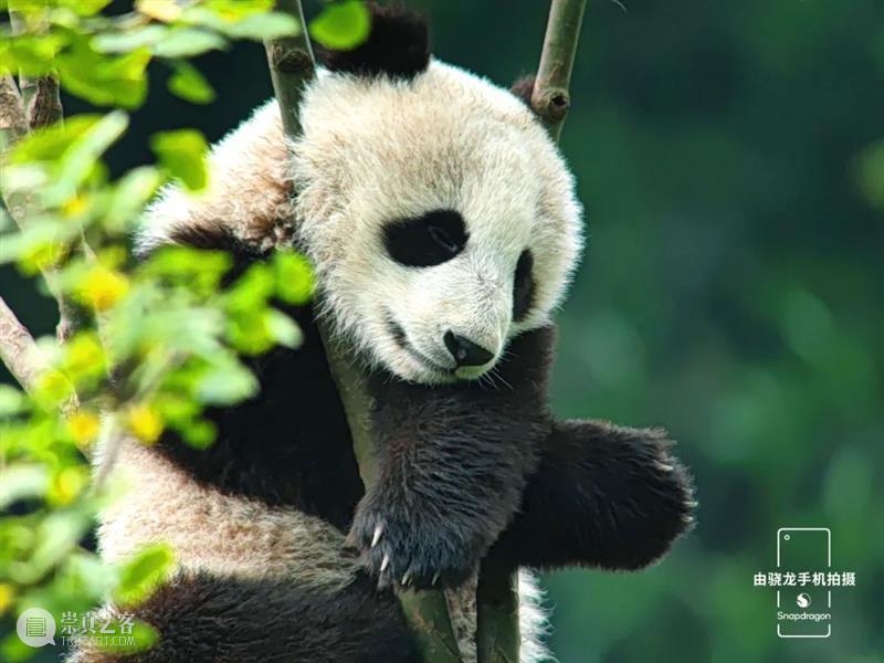 秦岭脚下看直播，“发现中国特有物种”系列纪录片来了！ 崇真艺客