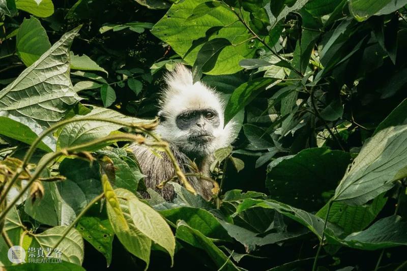 秦岭脚下看直播，“发现中国特有物种”系列纪录片来了！ 崇真艺客
