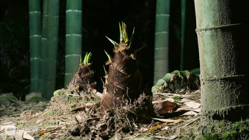秦岭脚下看直播，“发现中国特有物种”系列纪录片来了！ 崇真艺客