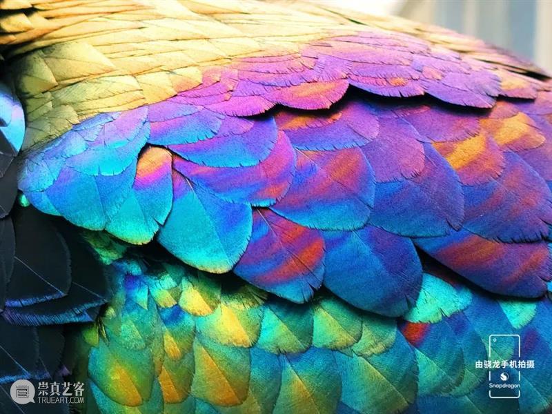 秦岭脚下看直播，“发现中国特有物种”系列纪录片来了！ 崇真艺客