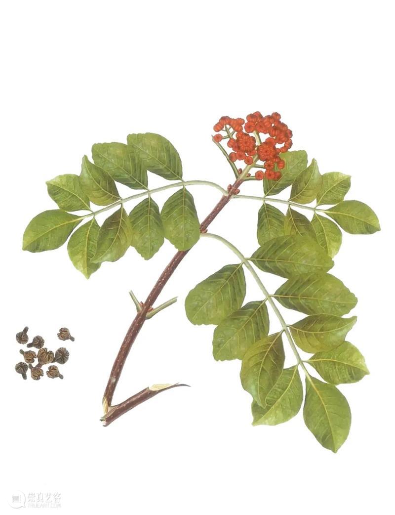 圣佳艺文志 | 茱萸自有芳 崇真艺客