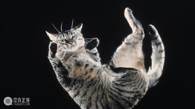 猫咪高处坠落的诡异物理谜题 崇真艺客