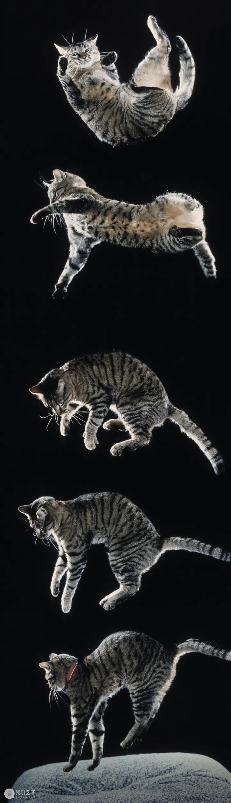 猫咪高处坠落的诡异物理谜题 崇真艺客