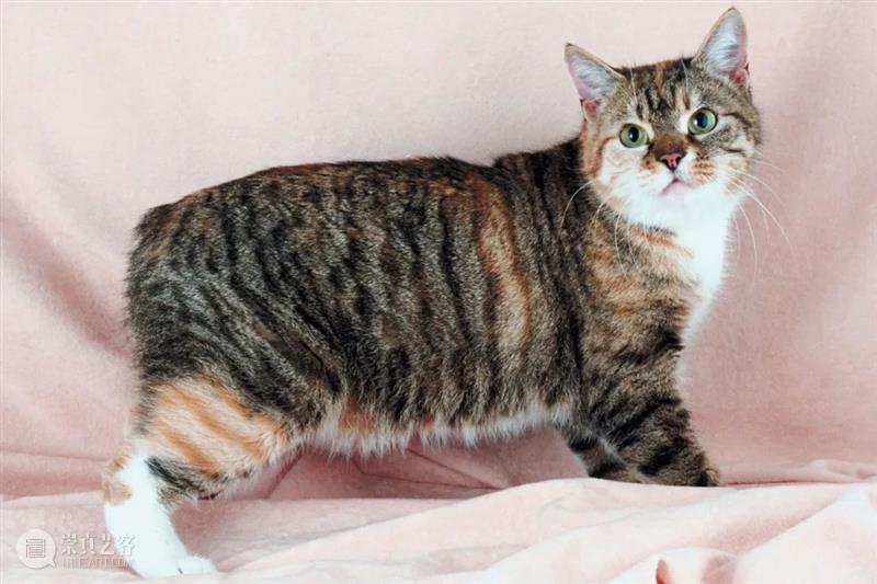 猫咪高处坠落的诡异物理谜题 崇真艺客