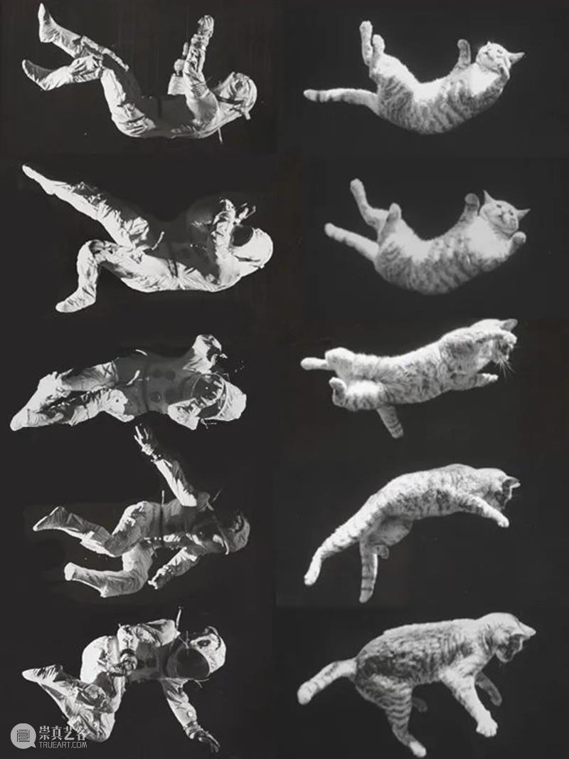 猫咪高处坠落的诡异物理谜题 崇真艺客
