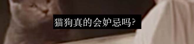 猫咪高处坠落的诡异物理谜题 崇真艺客