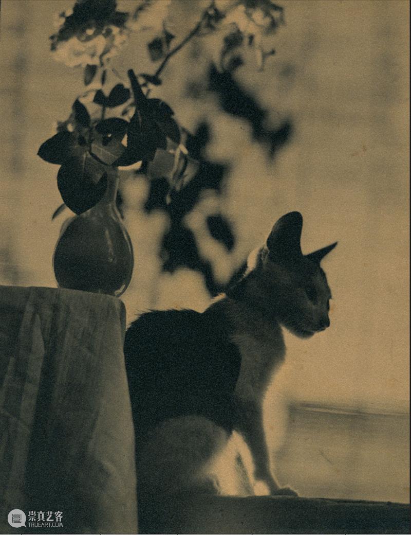 展览聚焦｜张景琠：民国的猫与静物 崇真艺客