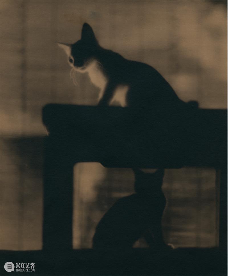 展览聚焦｜张景琠：民国的猫与静物 崇真艺客