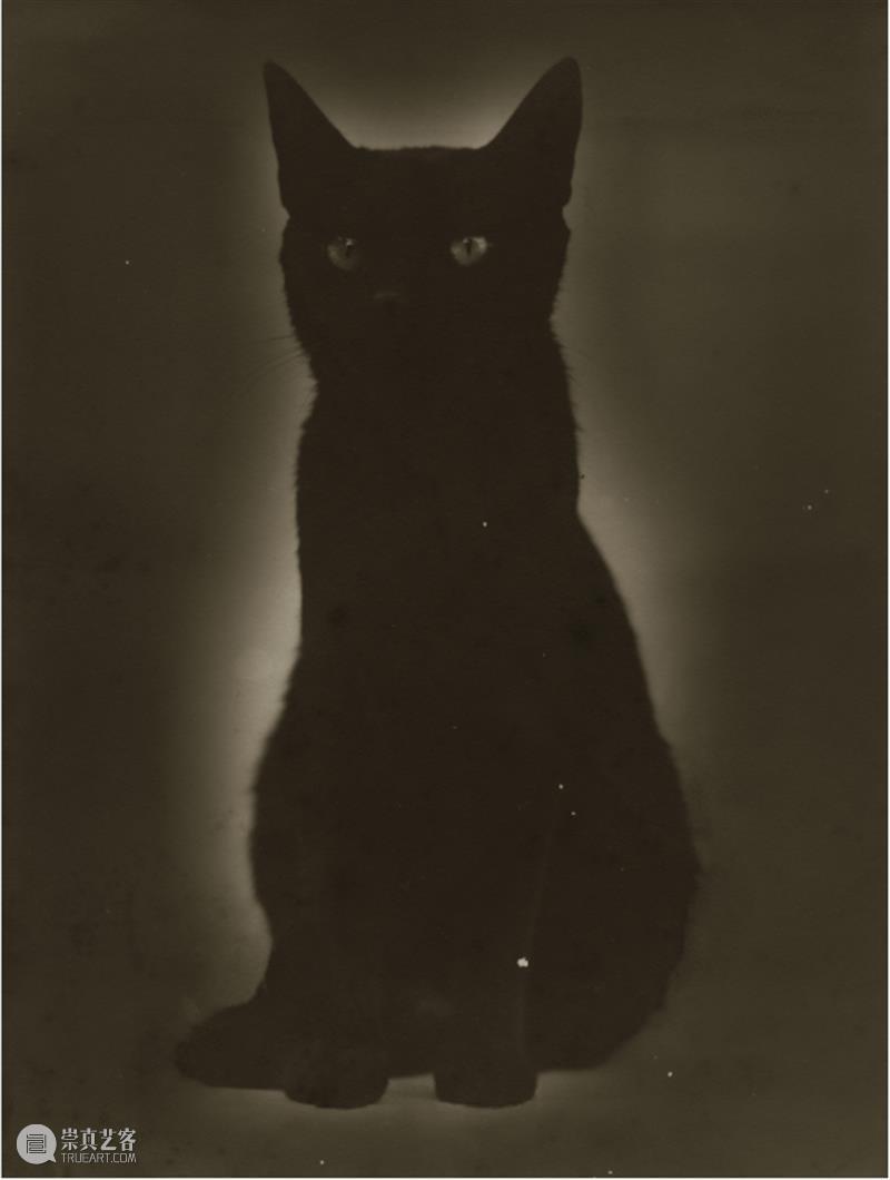 展览聚焦｜张景琠：民国的猫与静物 崇真艺客