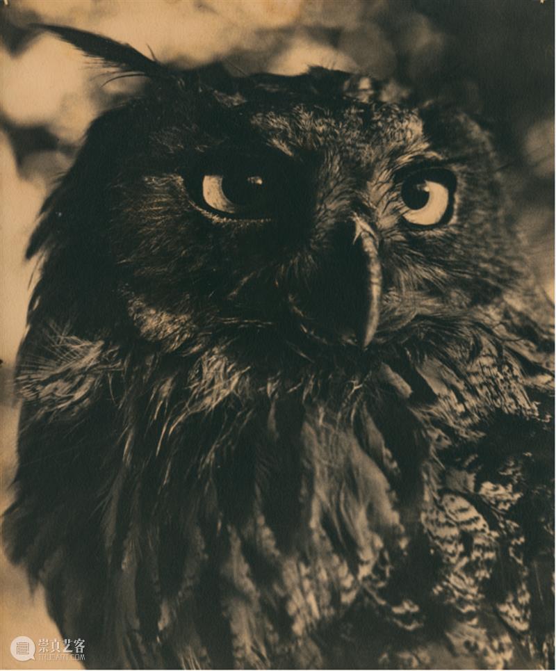 展览聚焦｜张景琠：民国的猫与静物 崇真艺客