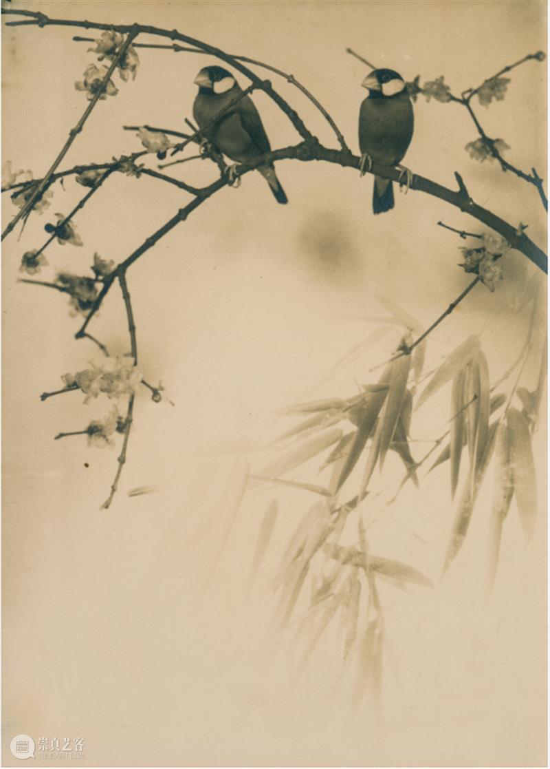 展览聚焦｜张景琠：民国的猫与静物 崇真艺客