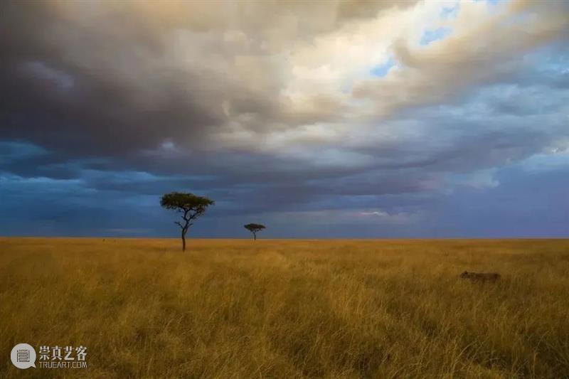 62张野生生物大片，看遍最野性的2022 崇真艺客