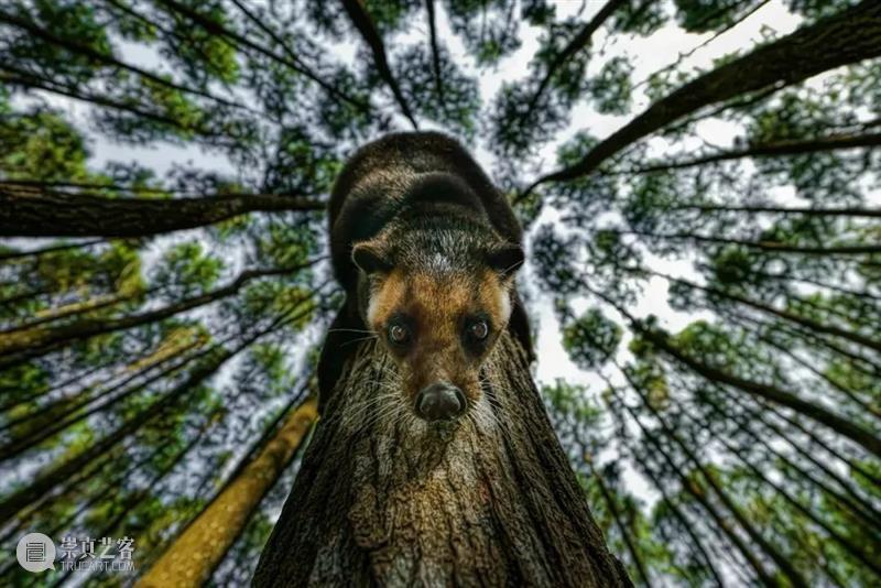 62张野生生物大片，看遍最野性的2022 崇真艺客