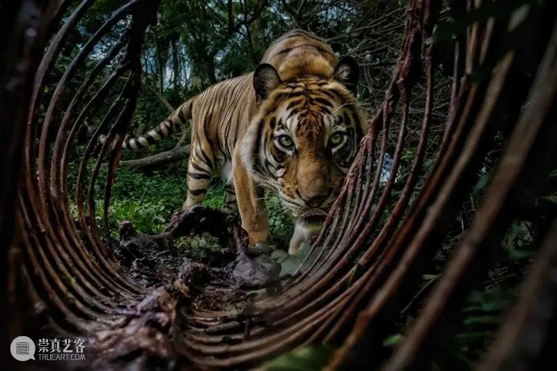 62张野生生物大片，看遍最野性的2022 崇真艺客