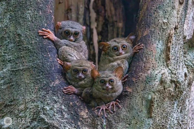 62张野生生物大片，看遍最野性的2022 崇真艺客