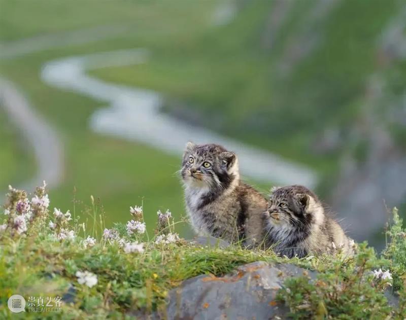 62张野生生物大片，看遍最野性的2022 崇真艺客