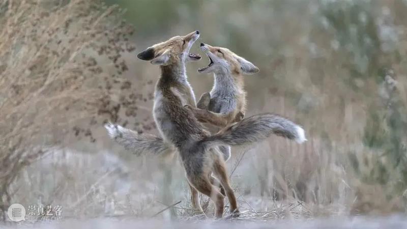 62张野生生物大片，看遍最野性的2022 崇真艺客