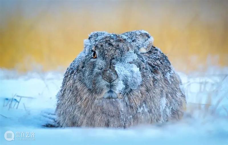 62张野生生物大片，看遍最野性的2022 崇真艺客