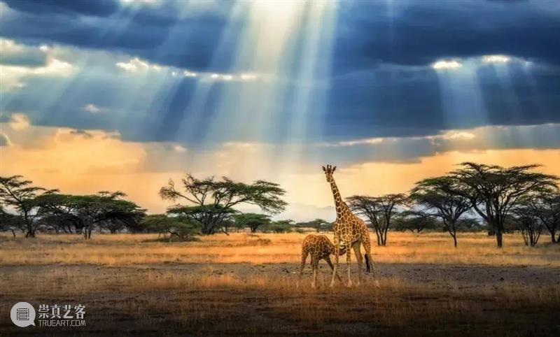 62张野生生物大片，看遍最野性的2022 崇真艺客