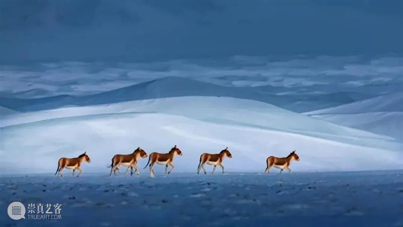 62张野生生物大片，看遍最野性的2022 崇真艺客