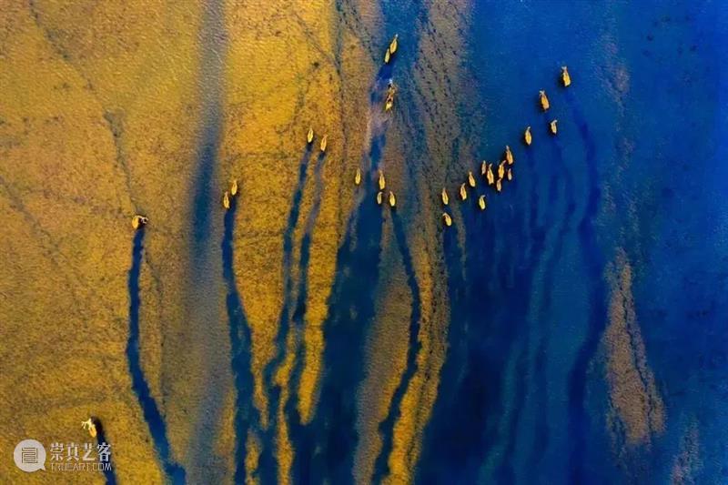 62张野生生物大片，看遍最野性的2022 崇真艺客