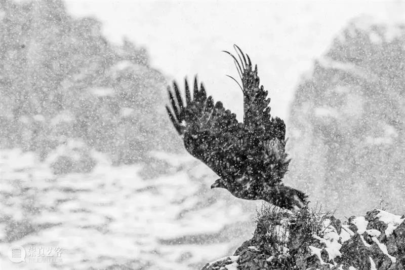 62张野生生物大片，看遍最野性的2022 崇真艺客