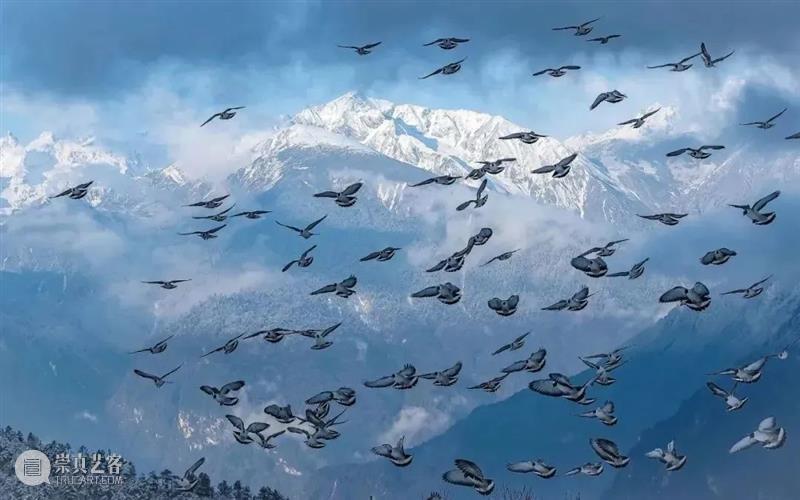 62张野生生物大片，看遍最野性的2022 崇真艺客