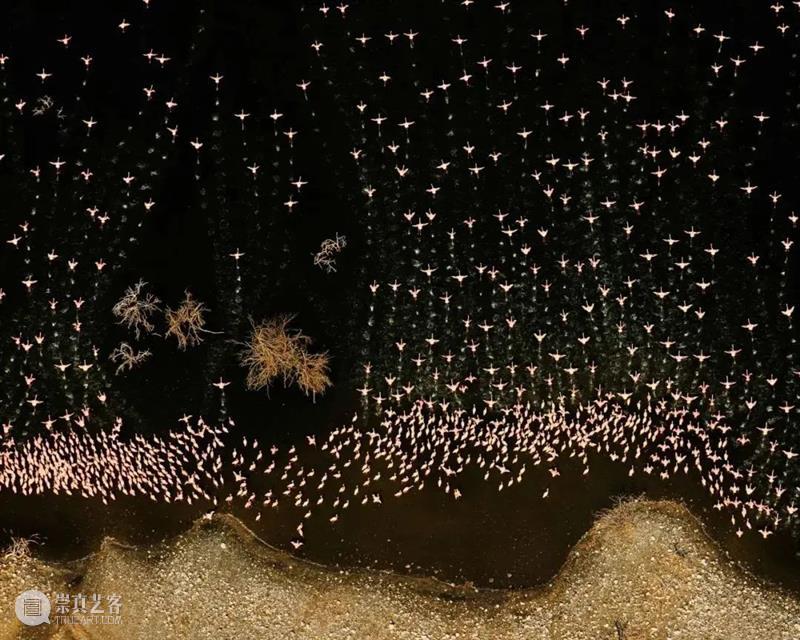 62张野生生物大片，看遍最野性的2022 崇真艺客